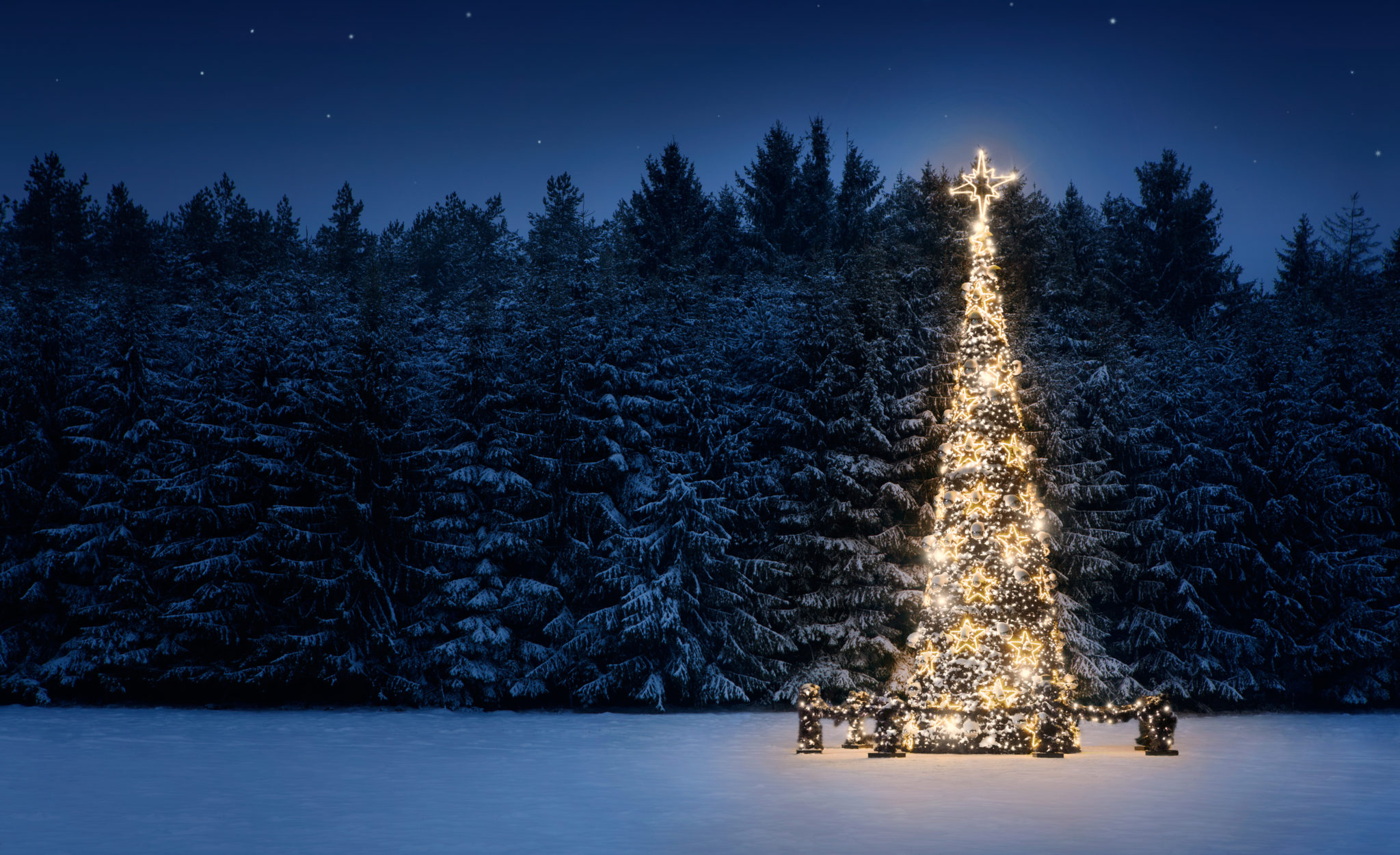 Christmas tree in the forest