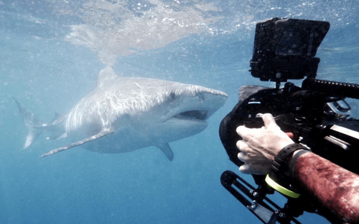 How to Watch Shark Week 2023 Live Without Cable TV